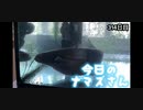 赤ちゃんなまず飼育日記 314日目