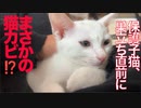保護子猫、巣立ち直前に緊急事態発生