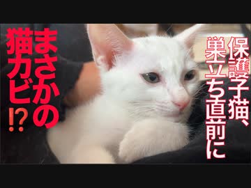 保護子猫、巣立ち直前に緊急事態発生