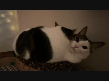 ぎゅうぎゅうの圧