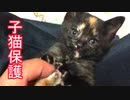 子猫保護　くっさい靴下に子猫が大はしゃぎ