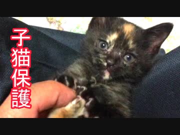 子猫保護　くっさい靴下に子猫が大はしゃぎ