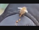 ホモと見る糞が止まらないハチ