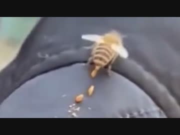 ホモと見る糞が止まらないハチ