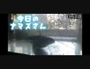 赤ちゃんなまず飼育日記 315日目