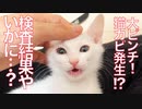 大ピンチ！保護子猫の猫カビ疑惑で検査した結果…
