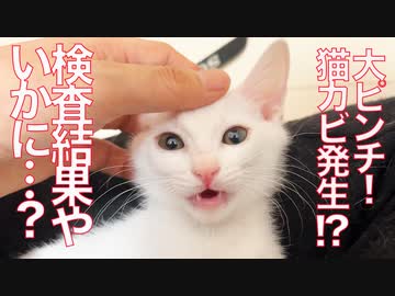 大ピンチ！保護子猫の猫カビ疑惑で検査した結果…