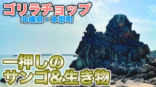 ゴリラチョップで見れる一押しのサンゴと生き物を紹介します！【沖縄本島北部・本部町】