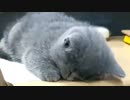 スヤスヤで寝てる猫がいて全く勉強に集中出来ない