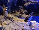 【ペンギン動画投稿祭】すみだ水族館で眠たいだけのマゼランペンギン