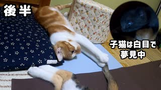 『尻尾をこねる』子育て休憩中の母猫の尻尾にイタズラする叔母猫（嬉しくて）後半