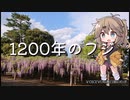 春日部へ、特別天然記念物のフジを見に行こう