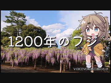春日部へ、特別天然記念物のフジを見に行こう