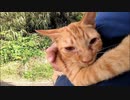 猫の島で出会った子猫と島を一周する冒険に行ってきた