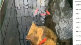 【ニコ生録画】金魚の観察