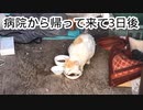 2024・猫の名前はしろNO35