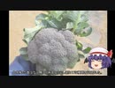 ゆっくり農民236ブロッコリーを育ててみませんか？#7