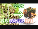 楽しい美味しいワラビ採り♪