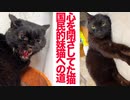 6年間心を閉ざしてた猫、「国民的妹猫」への道