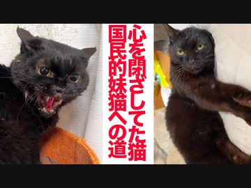 6年間心を閉ざしてた猫、「国民的妹猫」への道