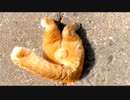猫さんそこ通れたのか