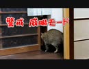 まぁ懲りずに…【野良猫】