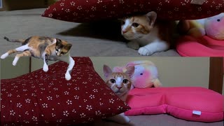 闘牛のように赤い座布団に突っ込む猫『姉猫の子育て休憩が嬉しくて妹猫のテンションは上がる』