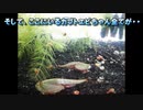 2012年、カブトエビ卵まさかの大量孵化から、まさかの夢の先へ進んだのでございます。#04