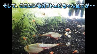 2012年、カブトエビ卵まさかの大量孵化から、まさかの夢の先へ進んだのでございます。#04