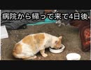 2024・猫の名前はしろNO36