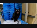 猫島で帰りのフェリー乗り場に向かう途中で黒猫に呼び止められた