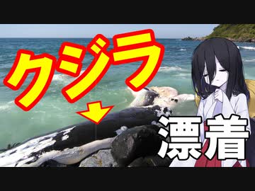 【中国うさぎの因幡見聞録】#06_クジラが漂着（鳥取県東伯郡湯梨浜町）