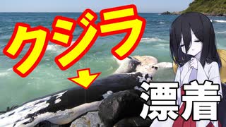 【中国うさぎの因幡見聞録】クジラが漂着（鳥取県東伯郡湯梨浜町）