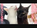 【祝】6年間心を閉ざしてた猫、猫型珍獣とコンビ結成！