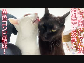 【祝】6年間心を閉ざしてた猫、猫型珍獣とコンビ結成！