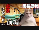 第55位：【猫ミーム】出禁になった人・前編【愉快Lv35】