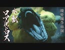 アカネちゃんの特別討究 ロアルドロス