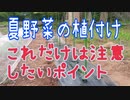 夏野菜の植付けでコレだけは注意したいポイント