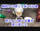 2024・猫の名前はしろNO38