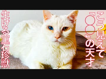 生ける宝石珍獣、驚異的な「◯◯」の才能を披露する