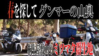 【ななまる日記】ポコさんシローさんと春を探して桐生屋敷山ミツマタ群生地に行って見た。