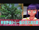 事前評価から一転の巨大超化獣哀樹の夜 シンベロム（デュエルマスターズ　 ＃彩澄りりせ）