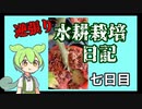 逆張り水耕栽培を楽しむずんだもん（七日目）