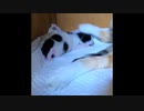 【ショート】危険を学ぶ仔猫