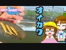 第240位：月読アイの釣行メモ part25【春のオイカワをつろう！】