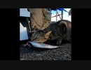 【ショート】お魚平らげた野良猫（骨までバリバリいただく女子）