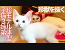 モデル体型子猫3姉弟、コロッケ型珍獣を追い越す
