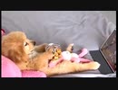 人に見られていないと時のワンコ、人間よりもリラックスしてる