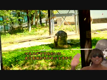 動物園入場で珍獣が見れるよね　投稿者:淫zoo拓也