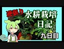 逆張り水耕栽培を楽しむずんだもん（九日目）